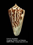 Conus carcellesi